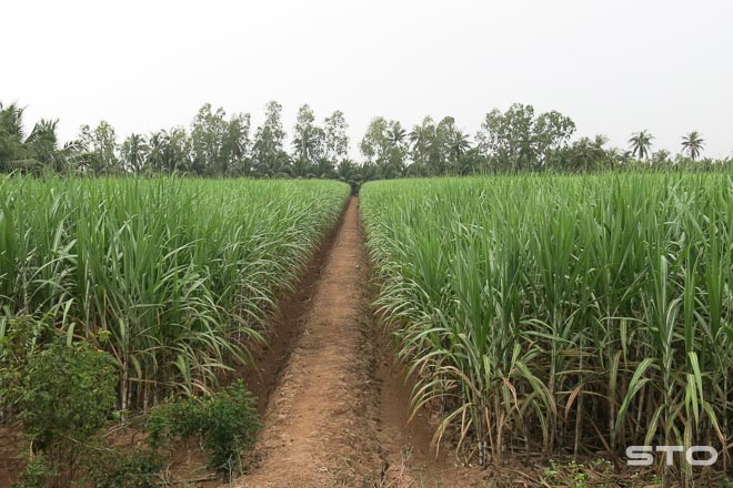 Phát triển 44.000ha mía tại đồng bằng sông Cửu Long
