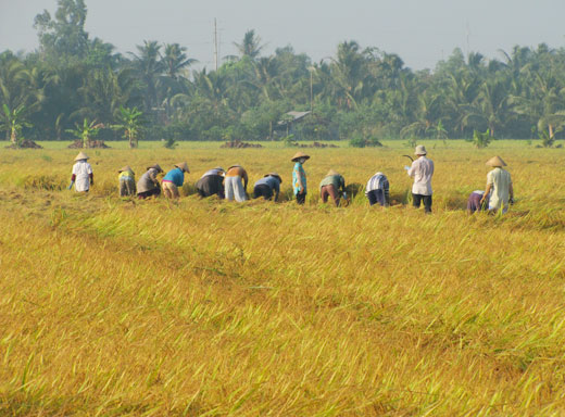 Nông dân xứ Dừa đoàn kết giúp nhau làm giàu và giảm nghèo bền vững trong giai đoạn mới