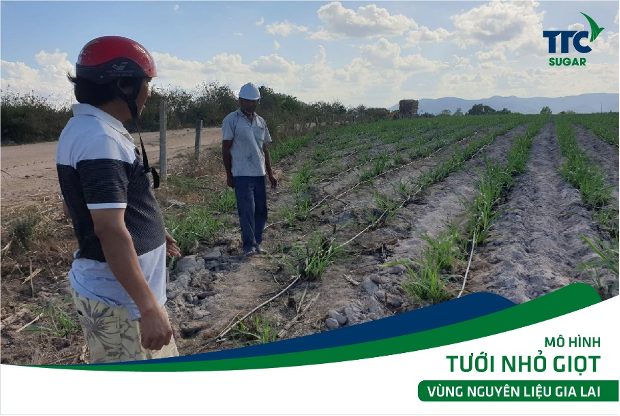 Tưới nhỏ giọt - Kỹ thuật canh tác hiện đại của Israel nay đã được phổ cập cho cây mía Gia Lai