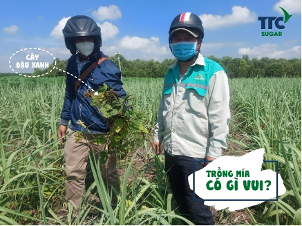 Mô hình xen canh đậu giữa 2 hàng mía
