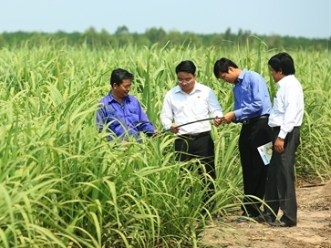 Tái cơ cấu ngành mía đường theo hướng đầu tư khoa học công nghệ
