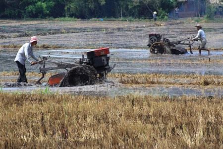 Cải tạo và soạn đất trồng mía phần 2