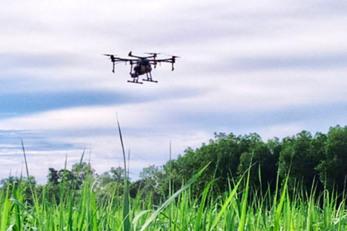 Công ty TNHH MTV Đường Biên Hòa - Ninh Hòa: Đưa Drone và máy phun gầm cao vào chăm sóc cây mía
