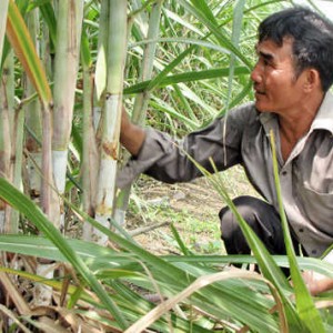 Phòng trừ sâu bệnh hại cây mía